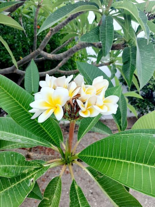 Annika'S Summer Dream Livadia  Ngoại thất bức ảnh
